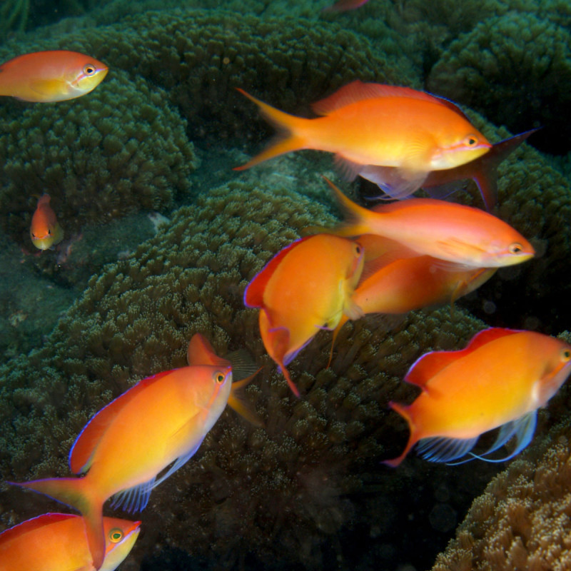 Pseudanthias dispar : 2 à 4 cm